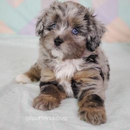 Aussiedoodle Puppies from Dreamcatcher Dogs