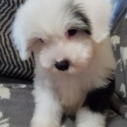 Old English Sheepdog Puppies from Wild-n-Woolly Old English Sheepdogs