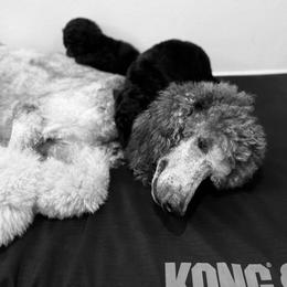 Trixie - Parti female Poodle puppy in Tampa, Florida from Enjoy Life Poodles