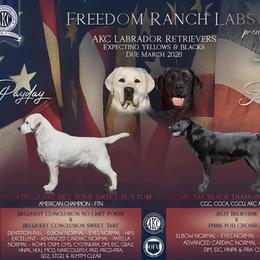 Red Collar - Black male Labrador Retriever puppy in Davidsonville, Maryland from Freedom Ranch Labs