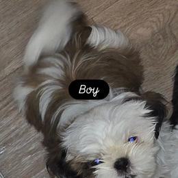 Boy2 - Gold and white male Shih Tzu puppy in Buxton, Maine from Shih Tzu Junction