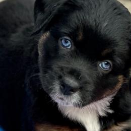 Aussiedoodles, Miniature Australian Shepherds, and Toy Australian Shepherds from Forever Aussies and A Doodle