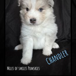 Pomsky Puppies from Miles of Smiles Pomskies