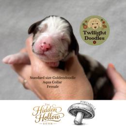 Portabella - Aqua Collar - Merle female Goldendoodle puppy in Garland, Texas from Twilight Doodles