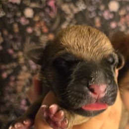 ROSE - Fawn female Cane Corso puppy in St. Augustine, Florida from RG2 Cane Corsos