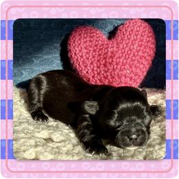 Valentina - Black and tan female Yorkshire Terrier puppy in Annandale, Virginia from Artisan Yorkies LLC
