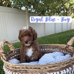 Royal Blue - Deebo - Red  male Goldendoodle puppy in Saratoga Springs, Utah from Tyler Pickens