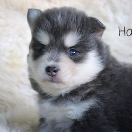Cavapoo and Pomsky Puppies from Hatz Off Puppies