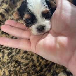 Biewer Terrier and Lhasa Apso Puppies from Biewer Terriors and Lhasa Apos of Northern California