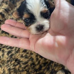 Biewer Terrier and Lhasa Apso Puppies from Biewer Terriors and Lhasa Apos of Northern California