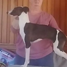 Fashion - Italian Greyhound