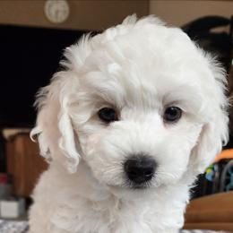 Ayla - White female Havapoo puppy in Salem, Oregon from My Havapoo Puppy