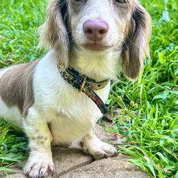 Dachshund puppies from Memaw’s Minis Babies Doxies