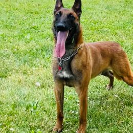 Lucifer - Belgian Malinois