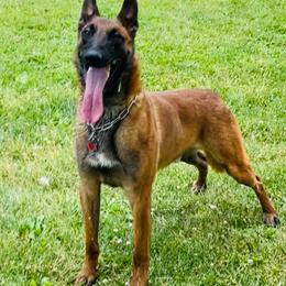 Lucifer - Belgian Malinois