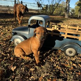 Light Blue - Rhodesian Ridgeback puppy from Running From Reality Ranch & Ridgebacks