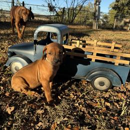 Light Blue - Rhodesian Ridgeback puppy from Running From Reality Ranch & Ridgebacks