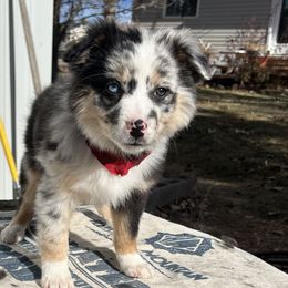 Diamond Back - Blue merle Australian Shepherd puppy in Beaver, Utah from Renegade Point Stock Dogs