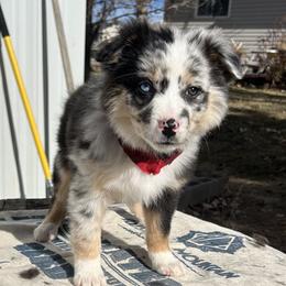 Diamond Back - Blue merle Australian Shepherd puppy in Beaver, Utah from Renegade Point Stock Dogs