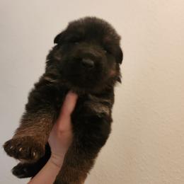Pink Girl - Black and red female German Shepherd puppy in Longview, Washington from Bunkerhill Shepherds