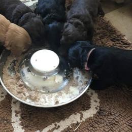 Australian Labradoodle Puppies from Forever Friends Labradoodles