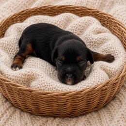 Denali - Black and tan male Cavapoo puppy in Salt Lake City, Utah from SunnySide Mini Doodles