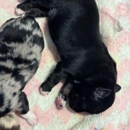 Nugget - Black tri male Miniature Australian Shepherd puppy in Romney, West Virginia from South Branch Mini Aussies