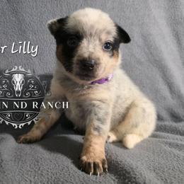 Tiger Lilly - Blue female Australian Cattle Dog puppy in Silsbee, Texas from Rockin ND Ranch