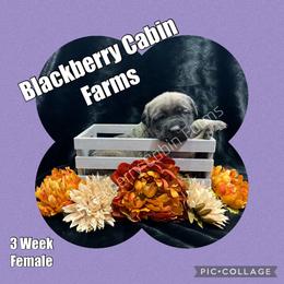 Mastiff Puppies from Blackberry Cabin Farm