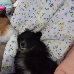 Lexi - Pomeranian