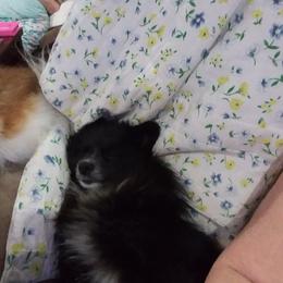 Lexi - Pomeranian