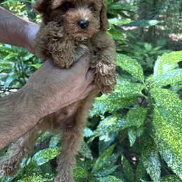 Charlie - Apricot male Poodle puppy in Apex, North Carolina from Happy puppies