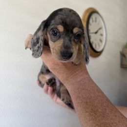 Cobalt - Dapple male Dachshund puppy in Goodyear, Arizona from D&C Royal Dachshunds