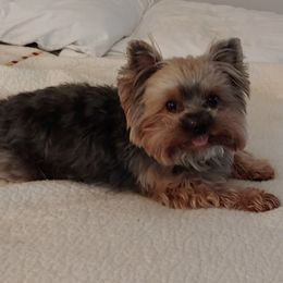 Coal - Yorkshire Terrier