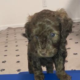 Dolly - Brown female Bernedoodle puppy in Williston, Florida from Tera Caldwell