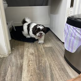 Shih Tzu Puppies from TACG