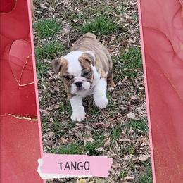 Tango - Red brindle and white female Bulldog puppy in Missoula, Montana from Dazzle's Bulldogs