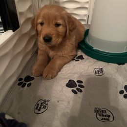 Teal Girl - Dark golden Golden Retriever puppy in Tulsa, Oklahoma from Triple J Goldens, LLC