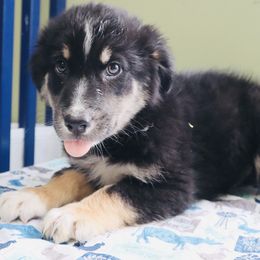 Jig - Black Australian Shepherd puppy in Grant County, Indiana from Massey Creek Kennels