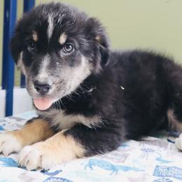 Jig - Black Australian Shepherd puppy in Grant County, Indiana from Massey Creek Kennels