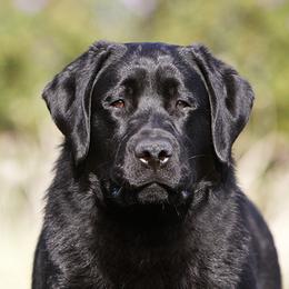Digs - Labrador Retriever