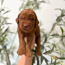 Buzz - Caramel red male Australian Labradoodle puppy in Palmdale, California from Pixie Doodle Paws