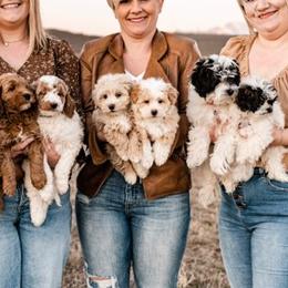 Havanese and Havapoo Puppies from Ladypawspuppies