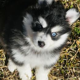 Peach - Black and white female Pomsky puppy in Monroe, Georgia from Beastly Beauties Huskies & Pomskies
