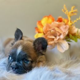 French Bulldog Puppies from Shining K Ranch