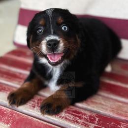 Girl 4 - Black tri Miniature Australian Shepherd puppy in Buchanan, Georgia from Stanleyville Farm Mini Aussies