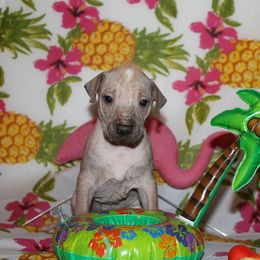 Peruvian Inca Orchid Puppies from Jasmine Rivera's Peruvian Inca Orchicds