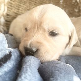Grand Prix - Light golden male Golden Retriever puppy in Watkins, Colorado from Brightside Goldens