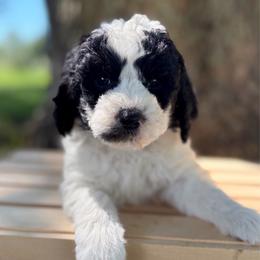 Lane - Parti male Goldendoodle puppy in Zeeland, Michigan from Dandelion Lane Doodles