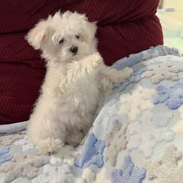 Bentley - White and lemon male Maltese puppy in Chattanooga, Tennessee from Sandi’s Pups